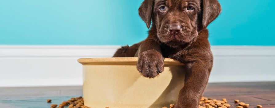 How to Start Giving This Food to Puppy